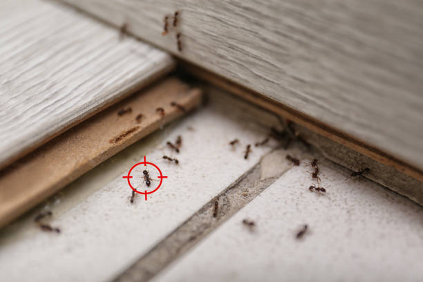 Best Pest Inspection Near Me  in Novato, CA
