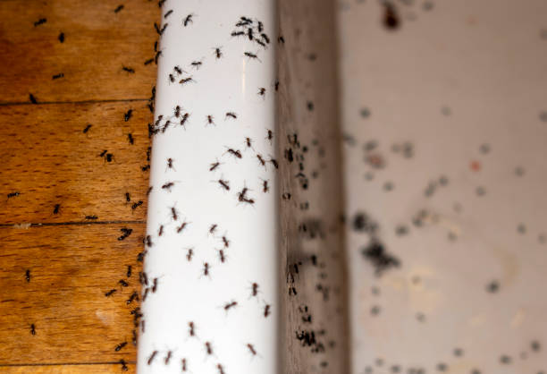 Best Spider Control Near Me  in Novato, CA