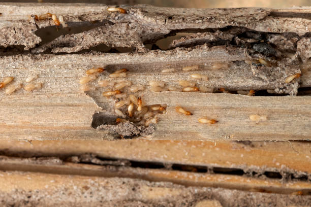 Pest Prevention Services in Novato, CA