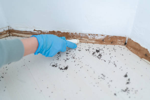 Best Rodent Control Near Me  in Novato, CA
