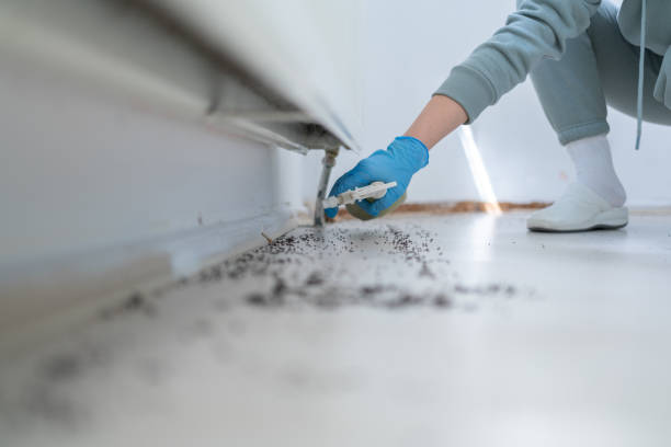 Best Rodent Control Near Me  in Novato, CA